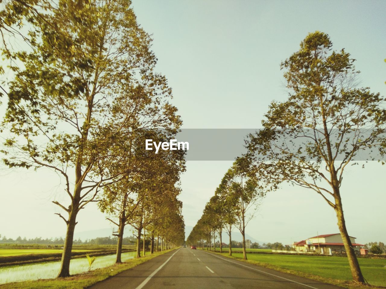 Road amidst trees against clear sky