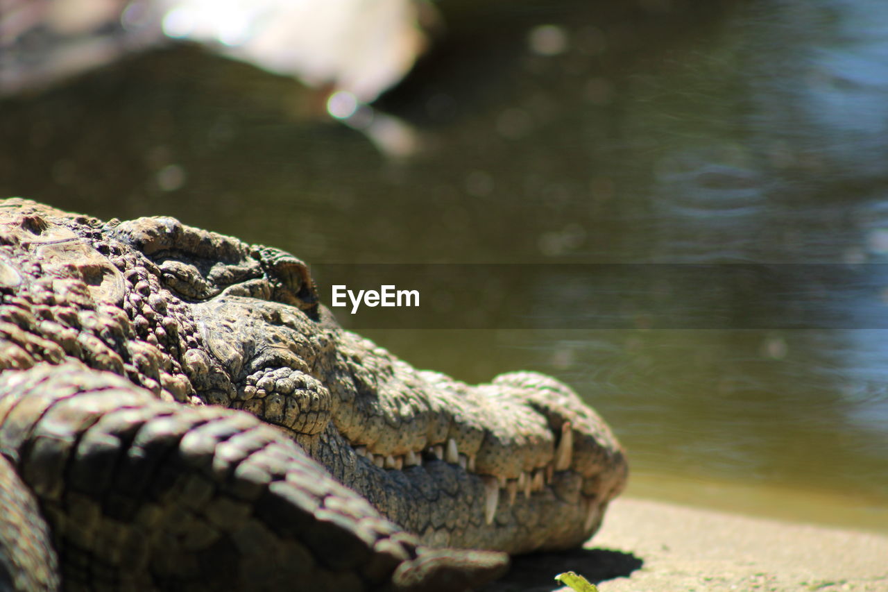 CLOSE-UP OF A TURTLE IN LAKE