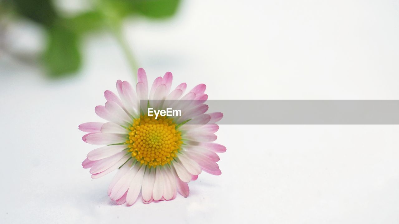 PINK FLOWER AGAINST WHITE BACKGROUND