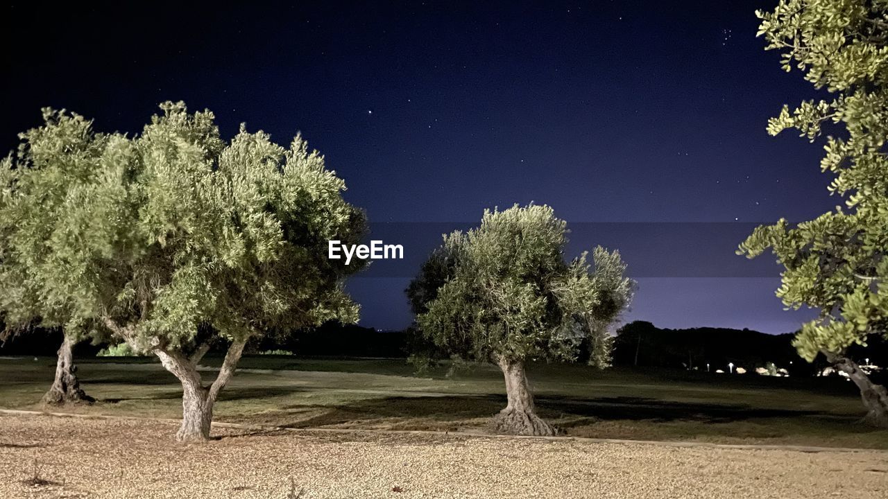 TREES GROWING ON FIELD AGAINST SKY