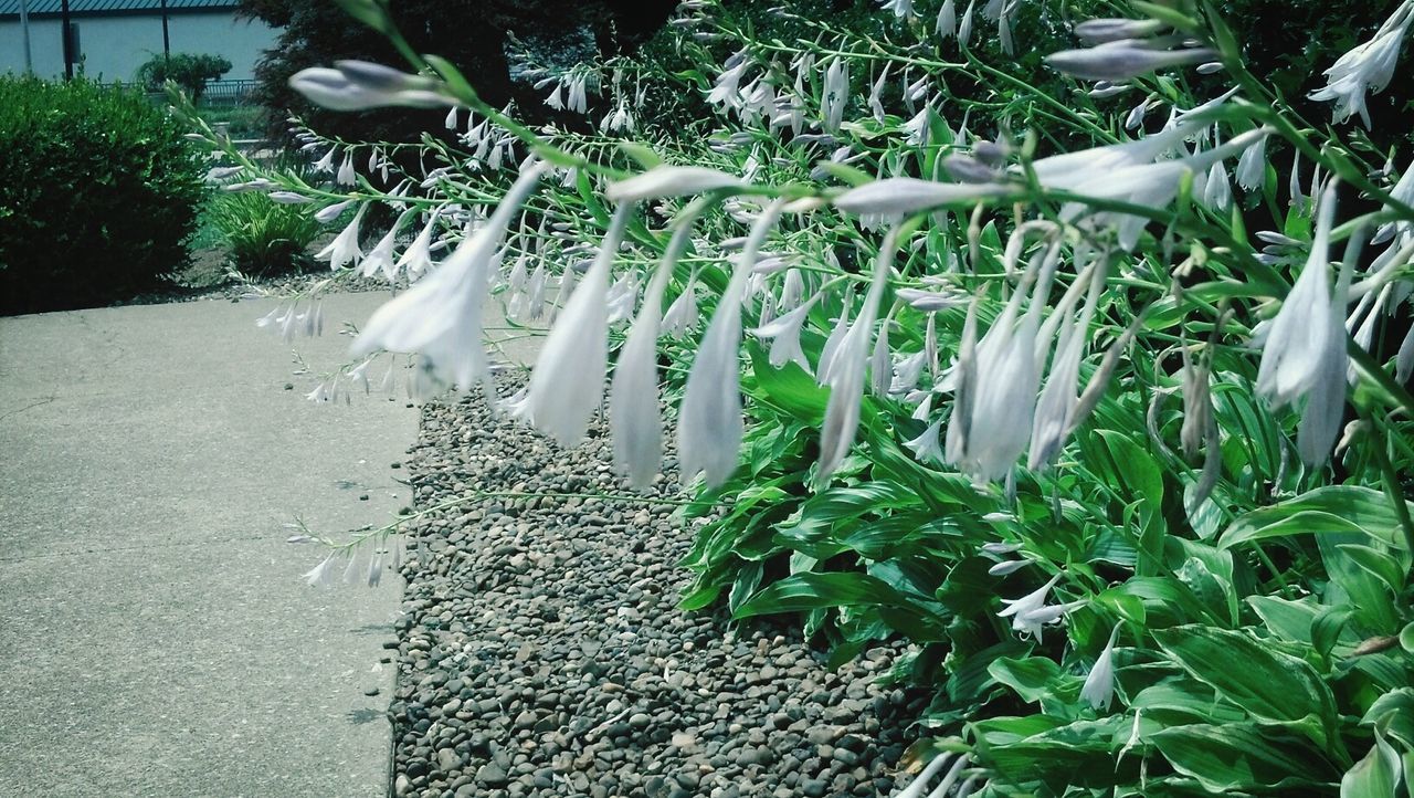 PLANTS GROWING ON A TREE