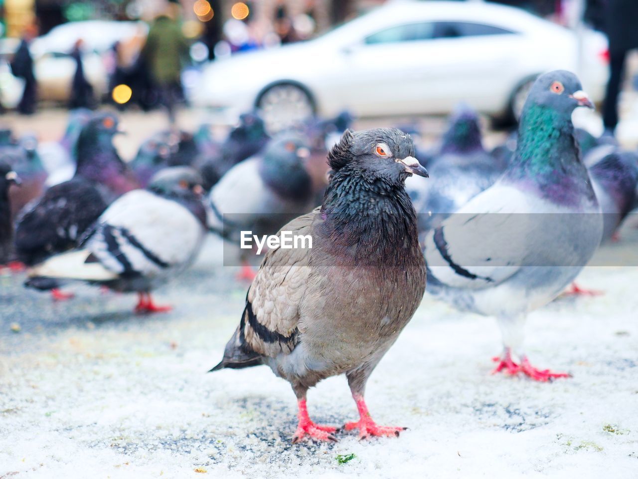 CLOSE-UP OF PIGEONS