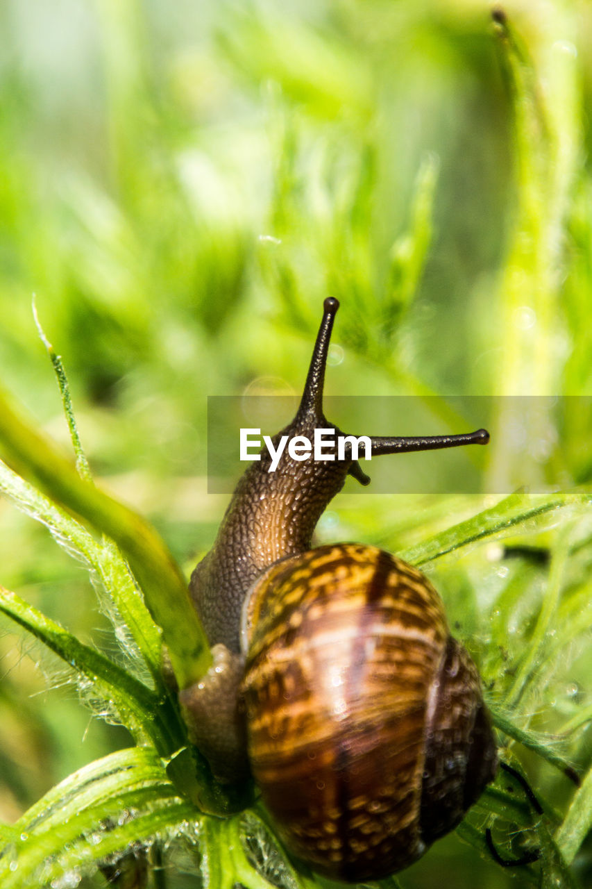 Close-up of snail on plant