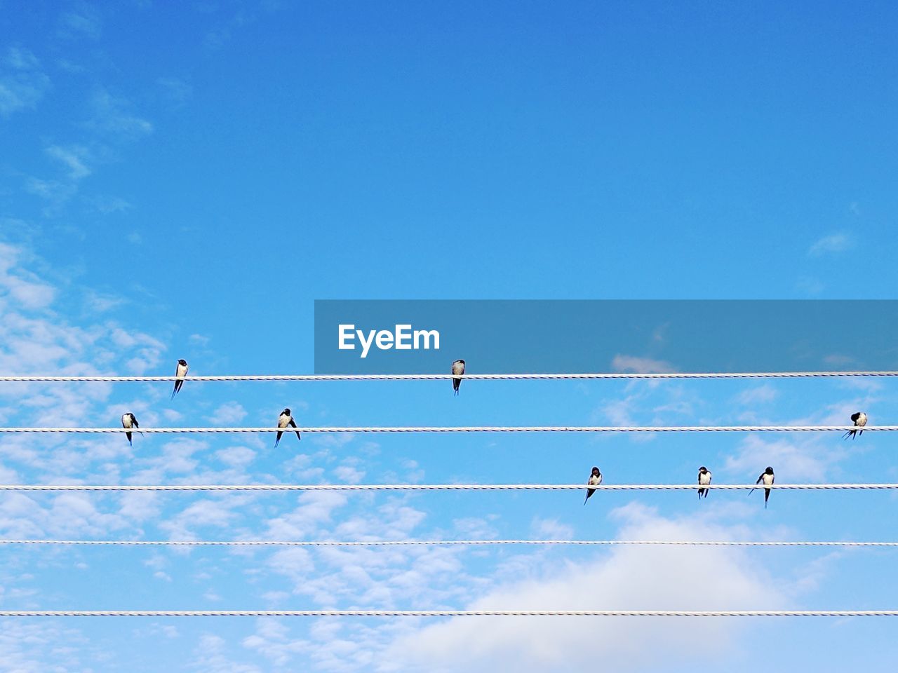 Low angle view of birds perching on cable against sky