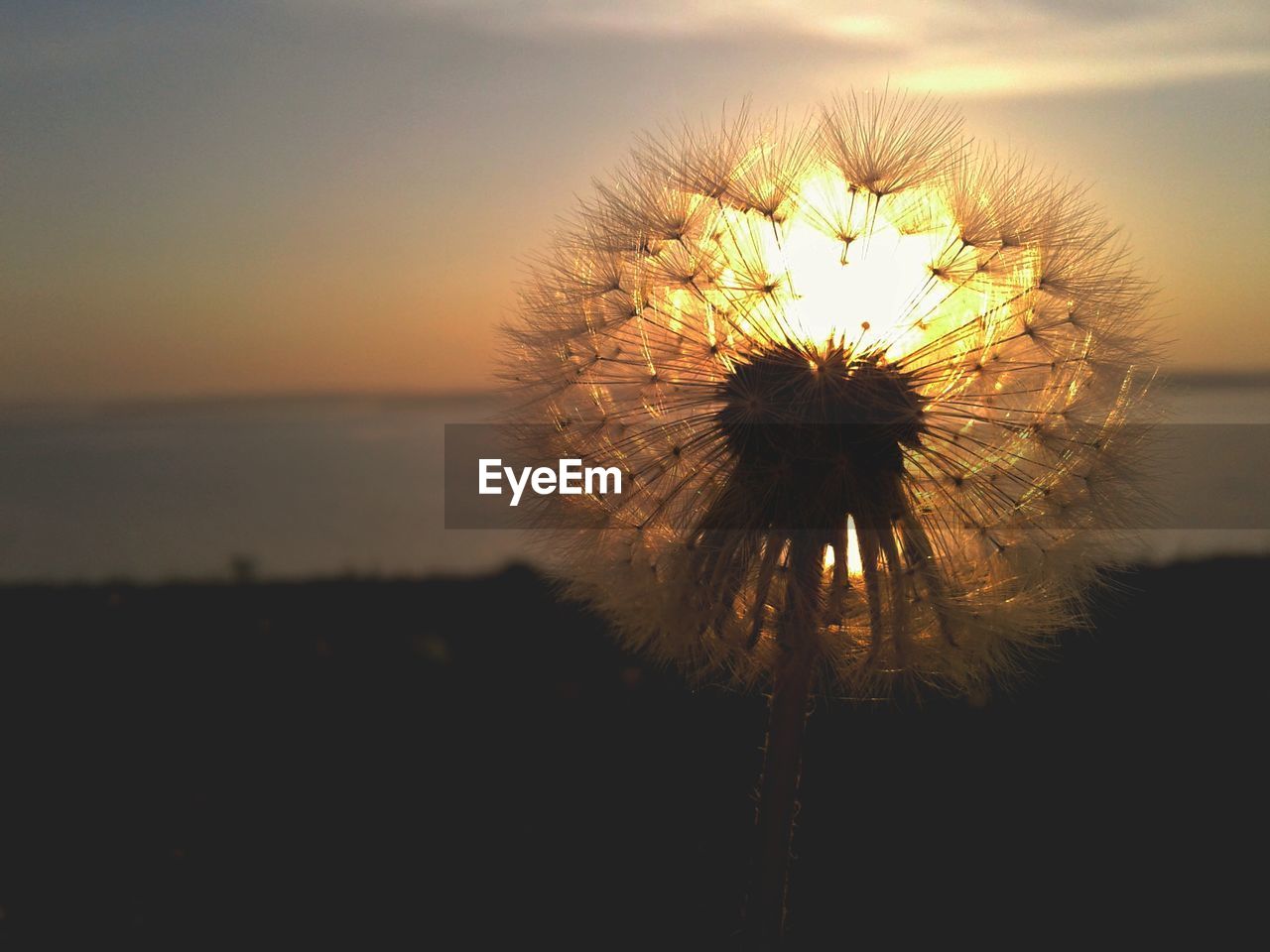 Close-up of dandelion against sky during sunset