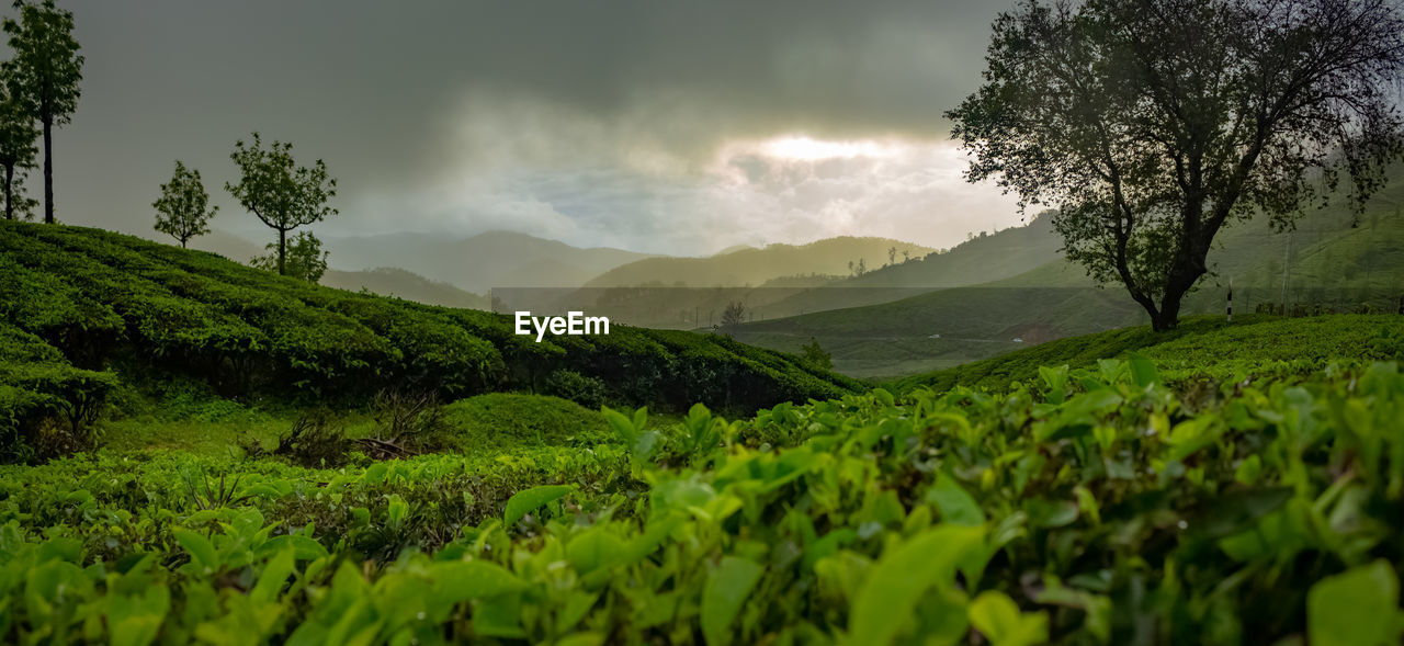 SCENIC VIEW OF TREES AND LANDSCAPE AGAINST SKY