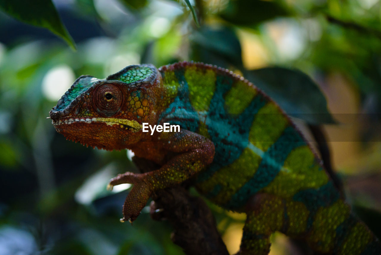 Close-up of chameleon on plants