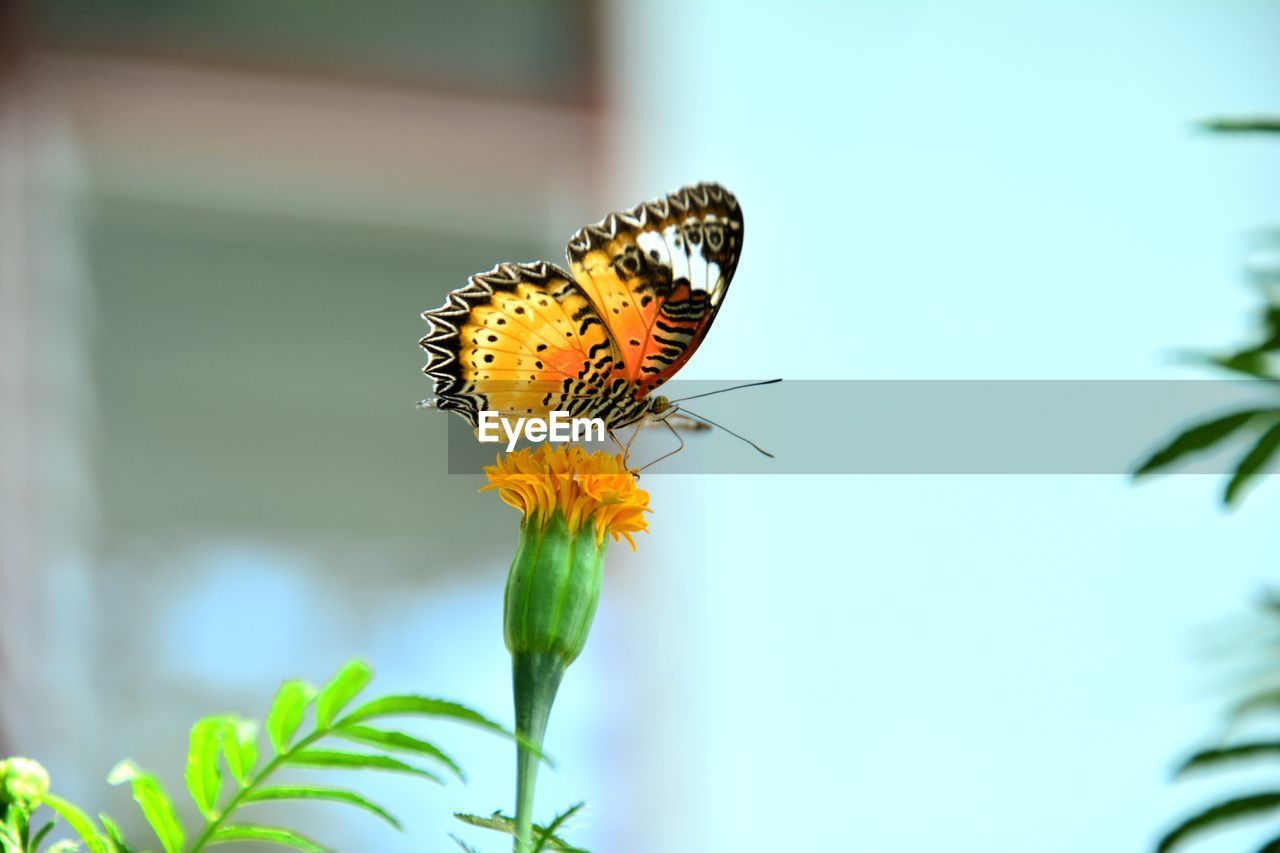 BUTTERFLY POLLINATING FLOWER