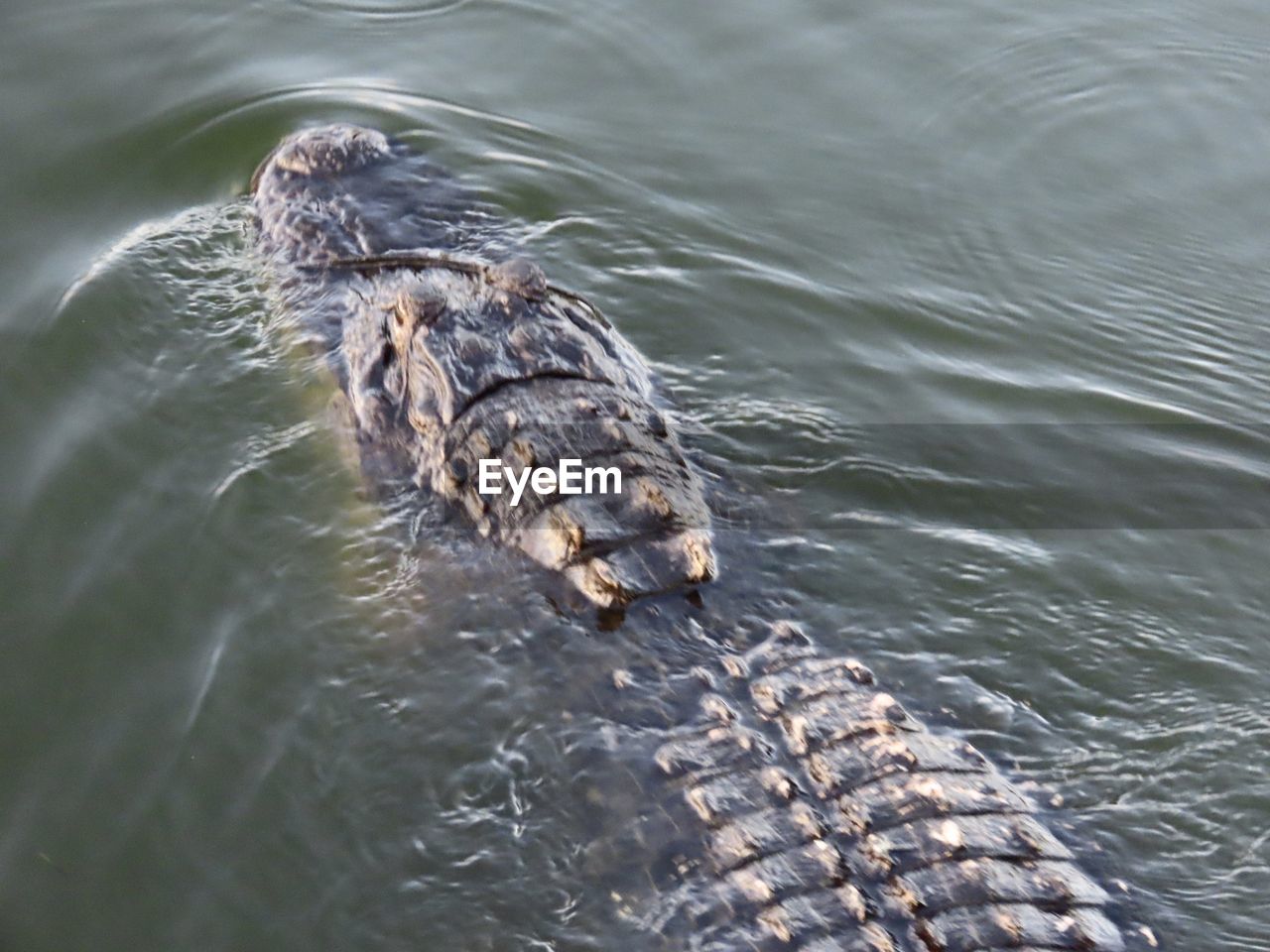 High angle view of alligator swimming in sea