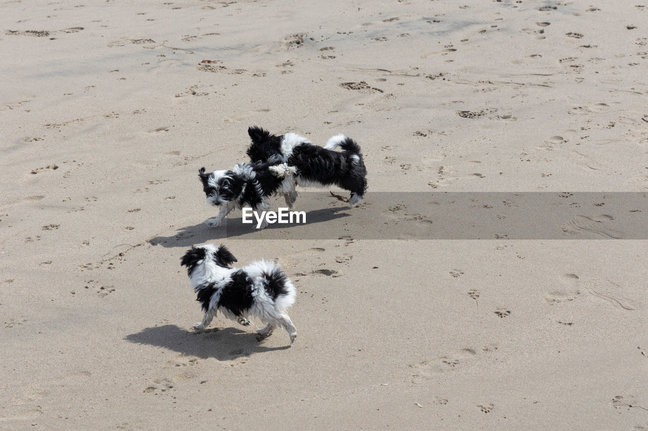 Havanese puppy playing on the beach