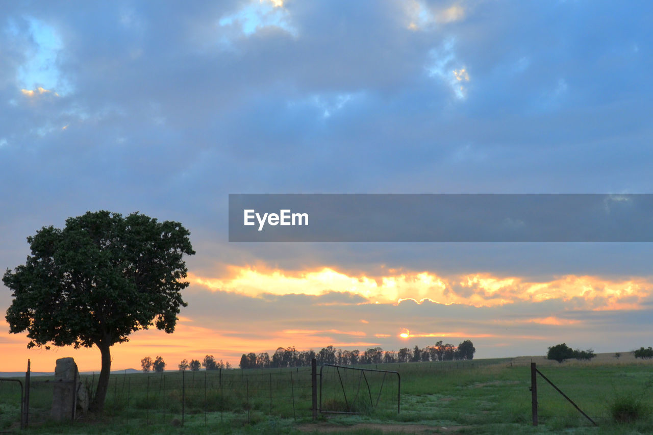 VIEW OF TREES ON LANDSCAPE AGAINST SCENIC SKY