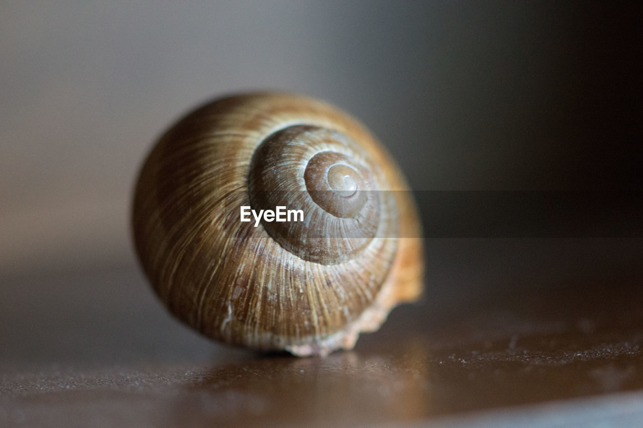 CLOSE-UP OF SNAIL ON METAL