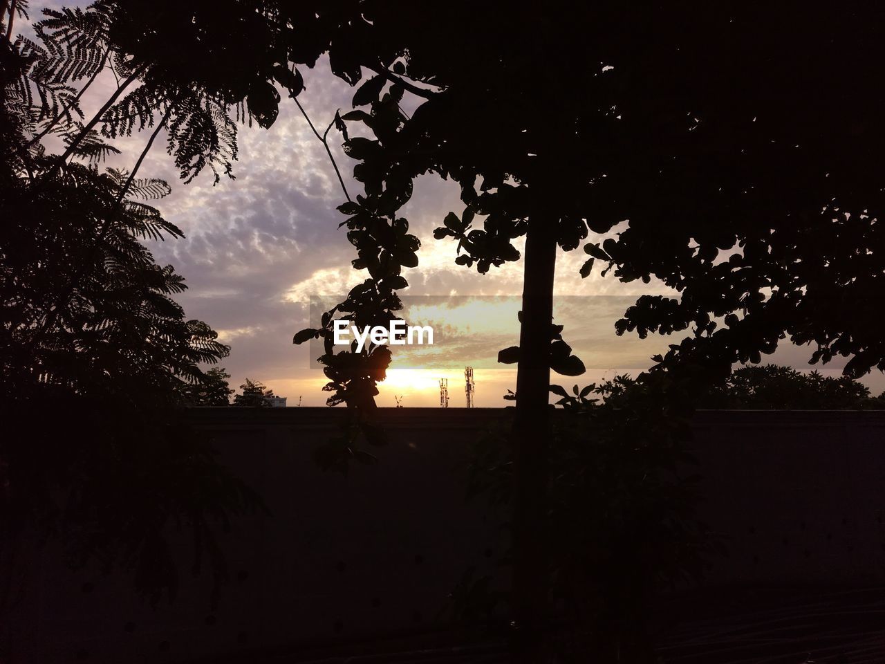 Silhouette trees growing against sky during sunset