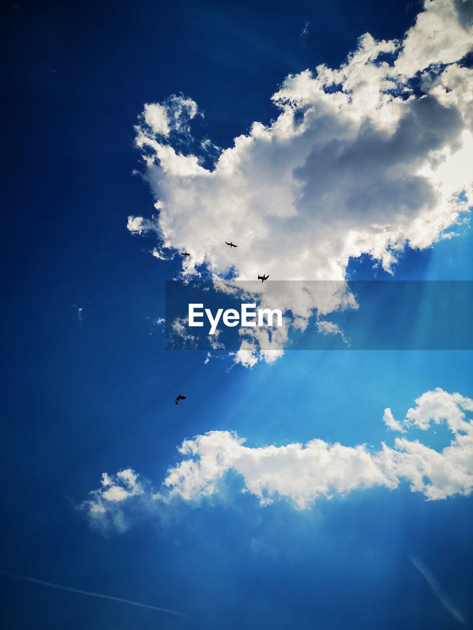 LOW ANGLE VIEW OF BIRDS FLYING