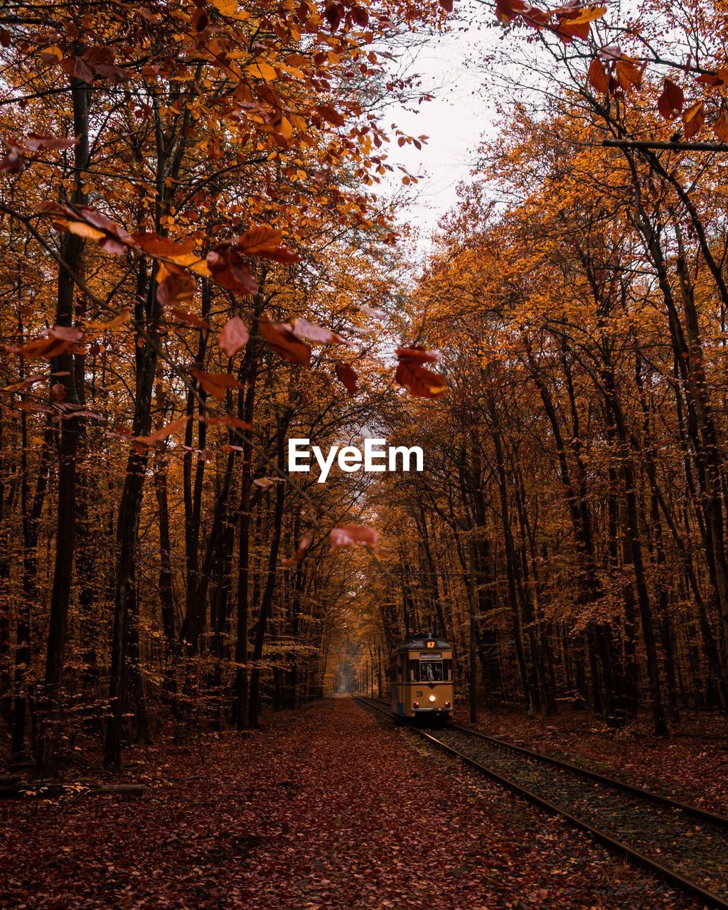 A tram is driving on its moody tram way deep into a dark autum forest
