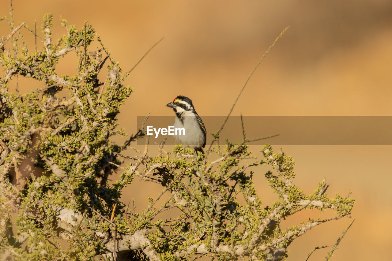 LOW ANGLE VIEW OF BIRD PERCHING ON A PLANT