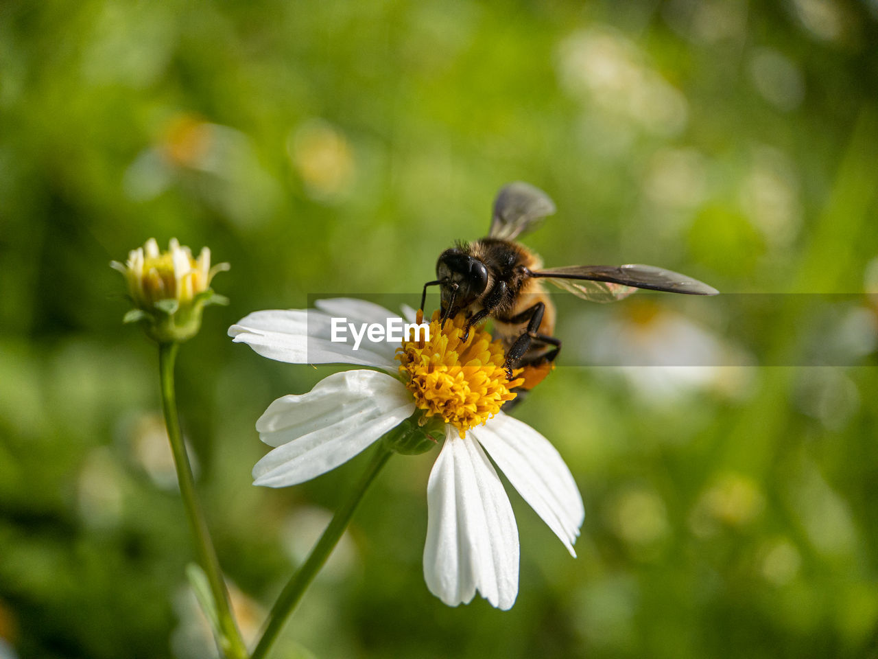 Close-up of honey bee pollinating on flower