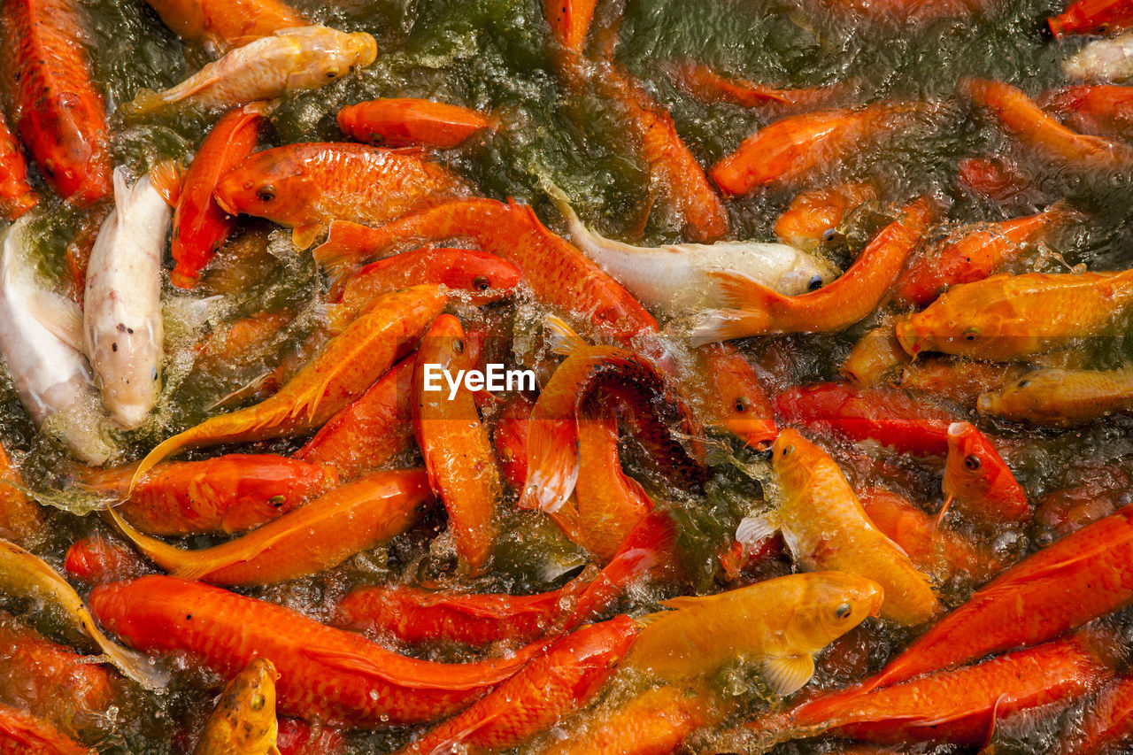 HIGH ANGLE VIEW OF KOI CARPS IN LAKE