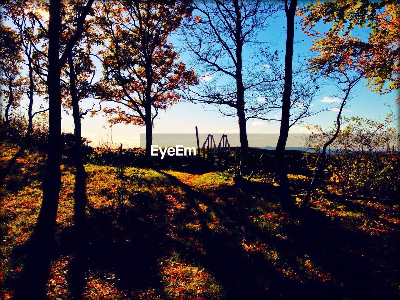 Trees on field during autumn