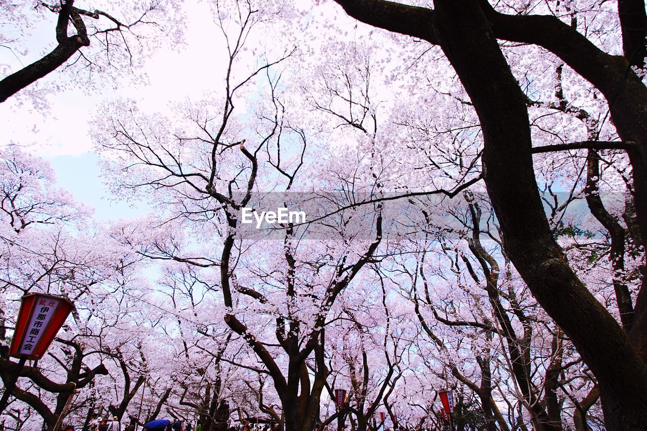 Low angle view of tree against sky