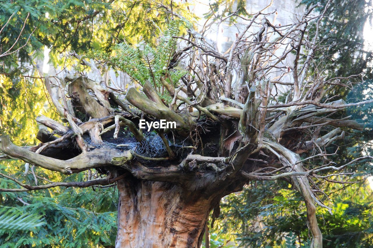 CLOSE-UP OF DEAD TREE TRUNK