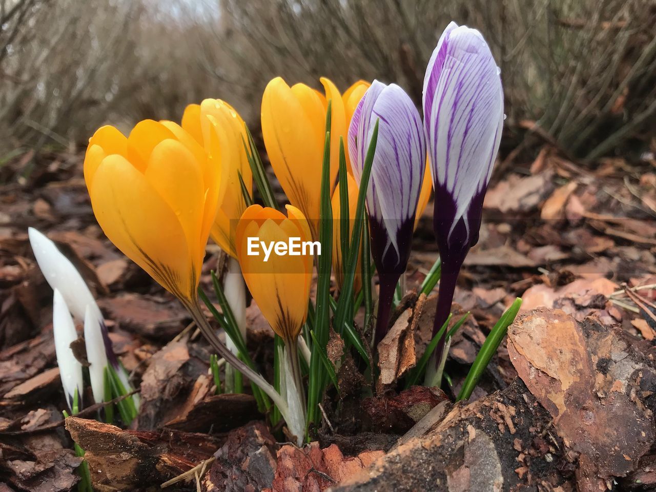 Close-up of yellow crocus flowers on field