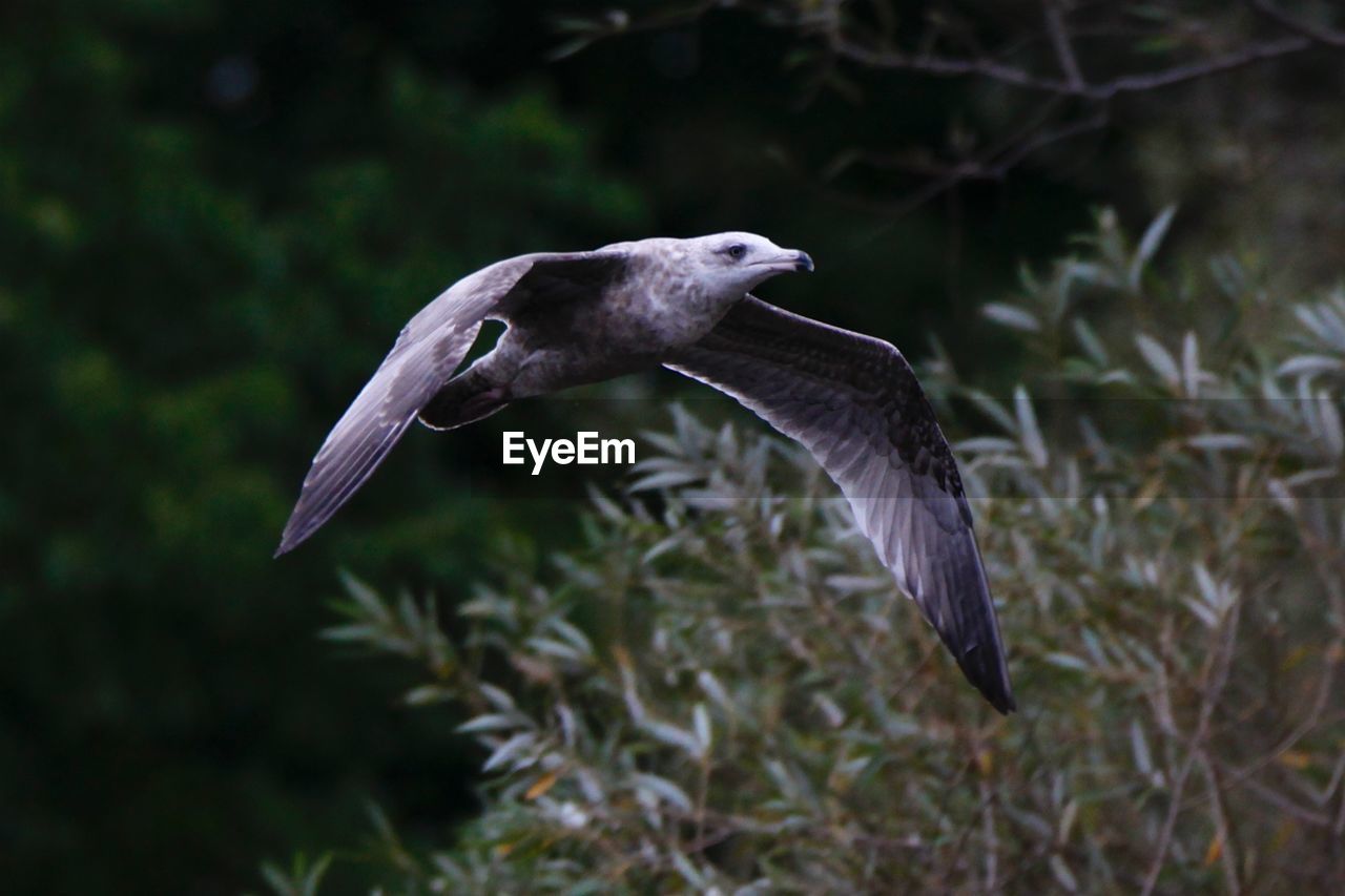 Bird flying against trees