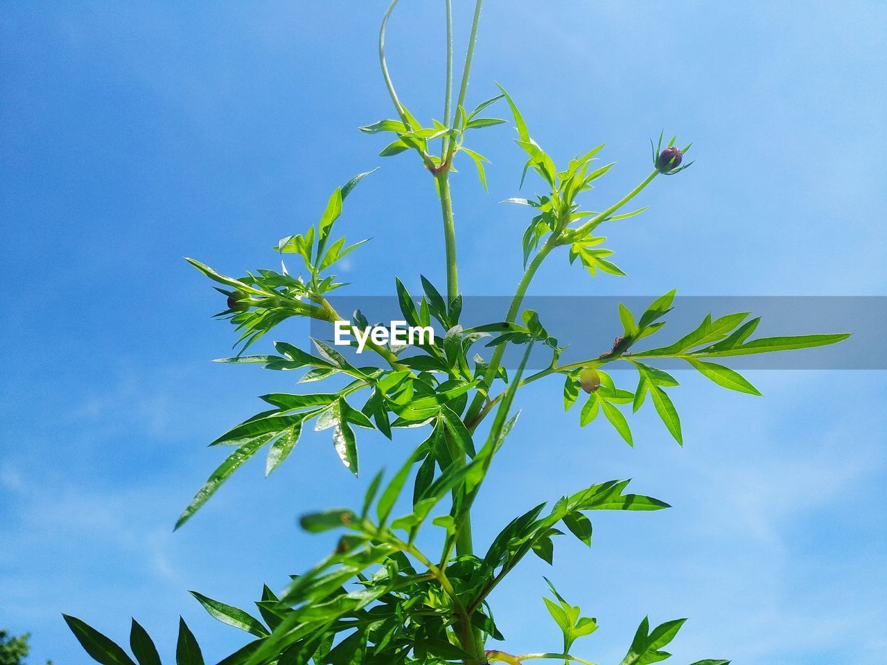 Low angle view of plant against blue sky