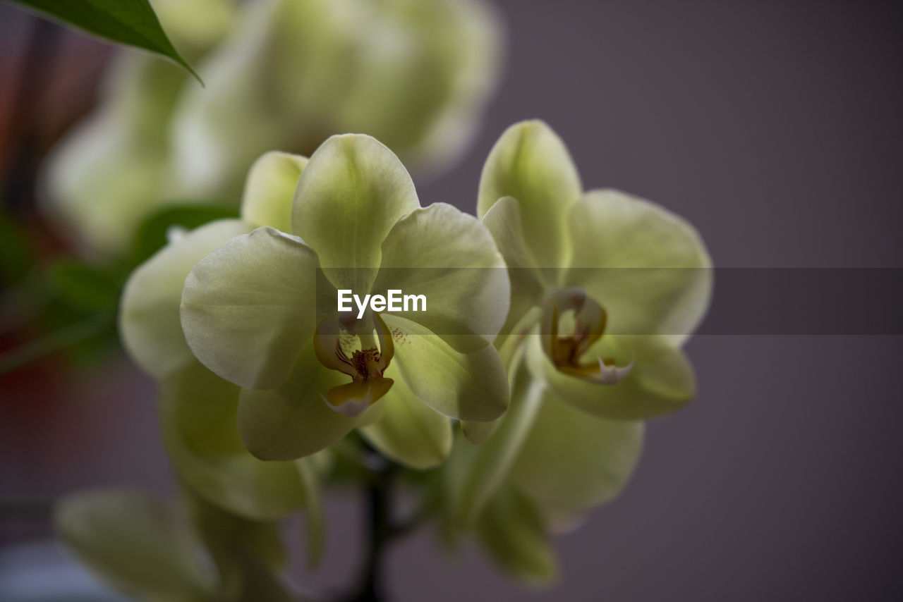 Close-up of flowering plant