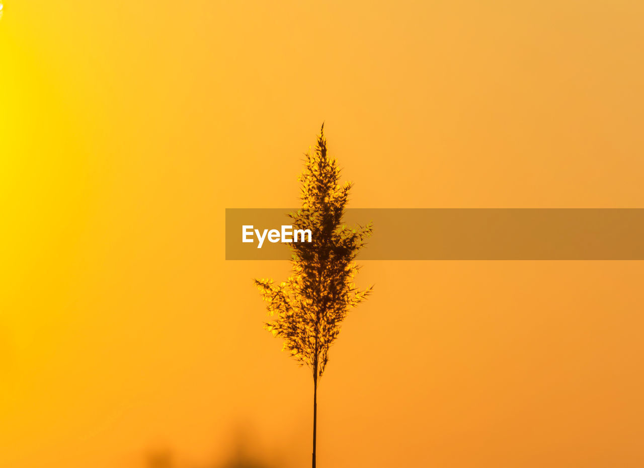 Close-up of silhouette plant against orange sky