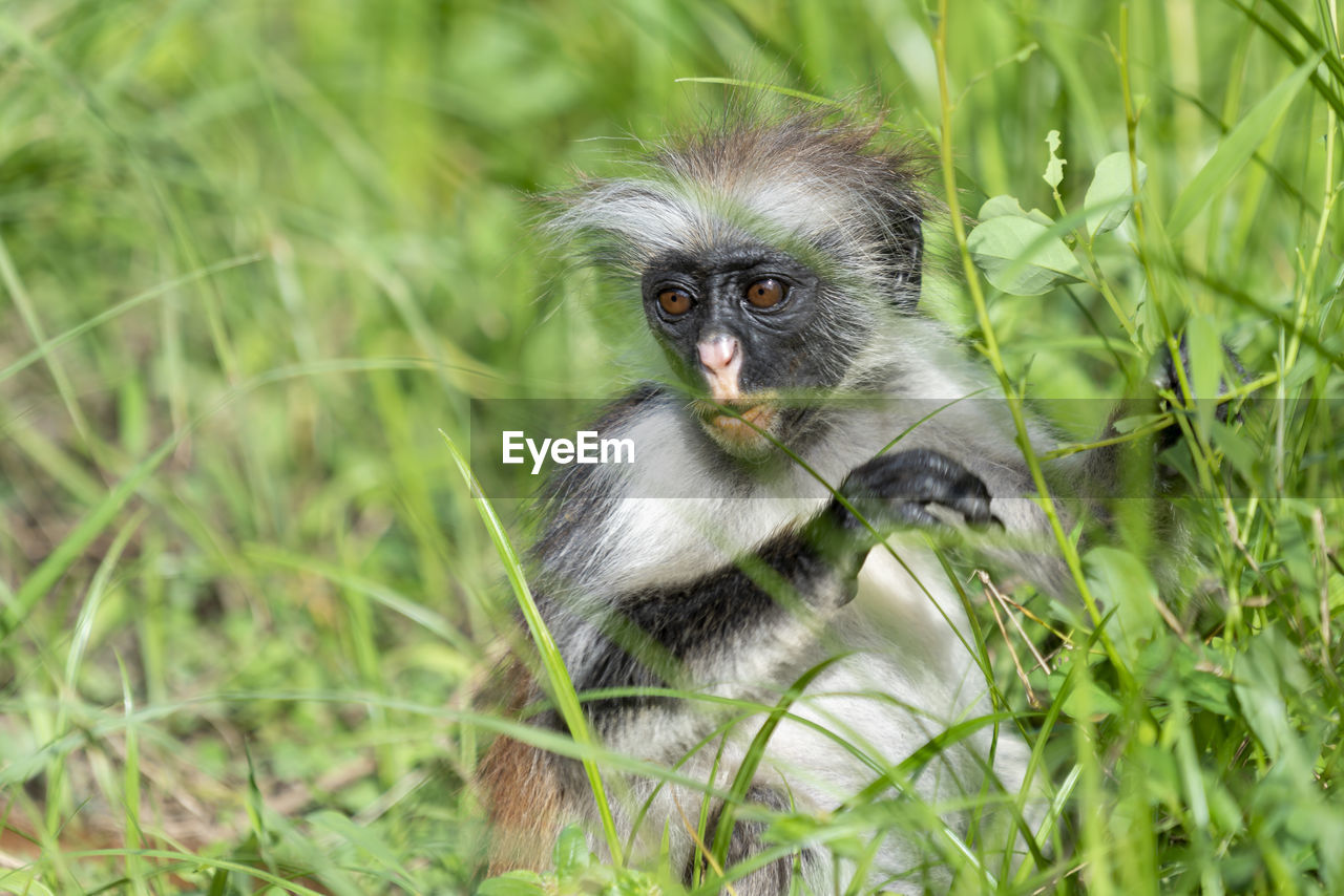 PORTRAIT OF MONKEY SITTING IN A SUNLIGHT