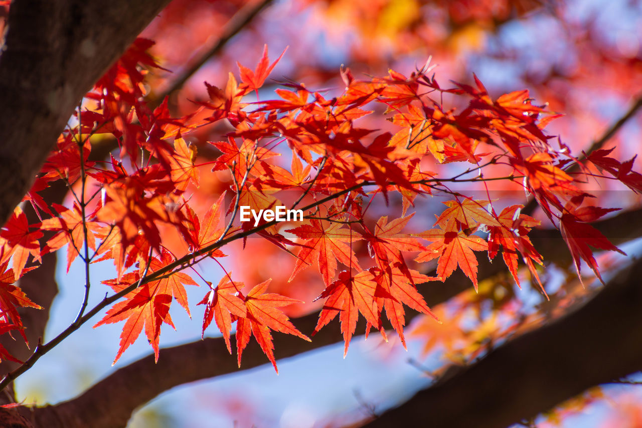 CLOSE-UP OF MAPLE LEAVES ON BRANCH