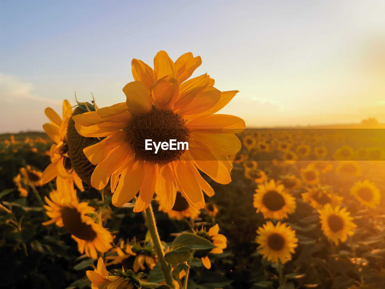 Close-up of sunflower on field against sky