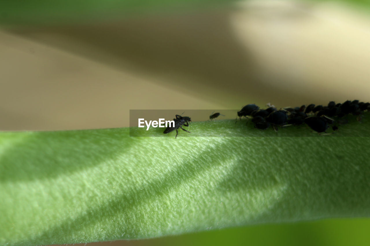 CLOSE-UP OF FLY ON GREEN PLANT