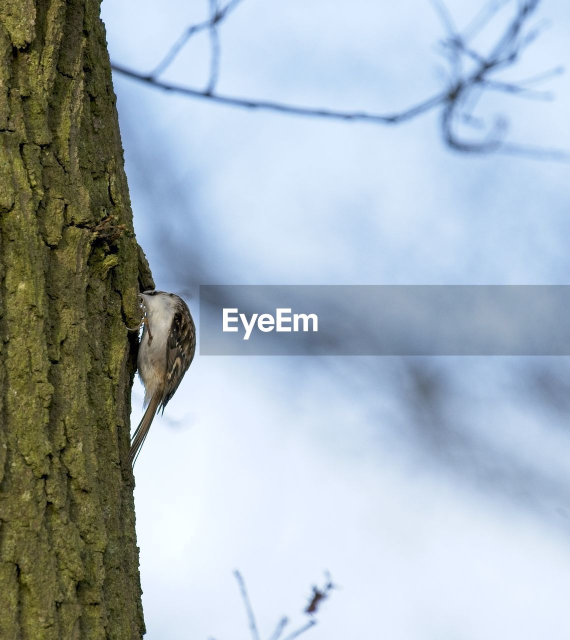 tree, branch, animal wildlife, nature, animal themes, animal, wildlife, winter, tree trunk, trunk, one animal, plant, leaf, bird, no people, focus on foreground, outdoors, day, perching, green, beauty in nature, close-up, sky, low angle view, spring, woodpecker
