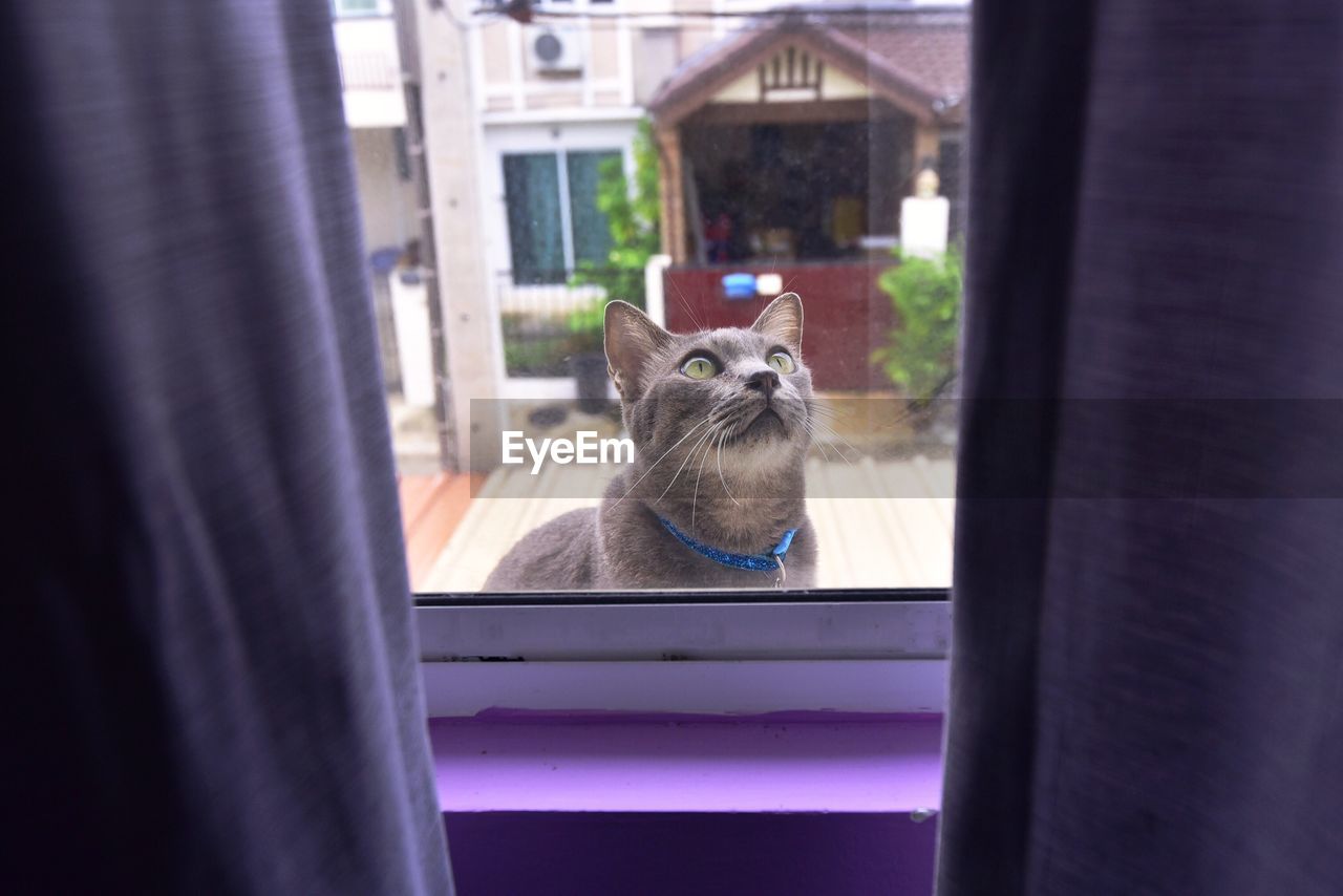 CAT LOOKING THROUGH WINDOW OF A GLASS