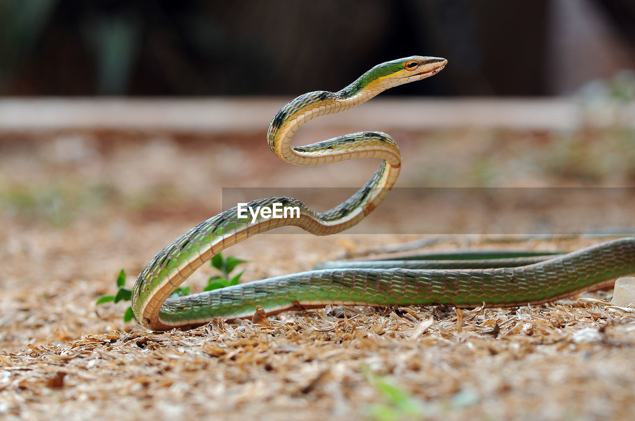 Close-up of snake on field