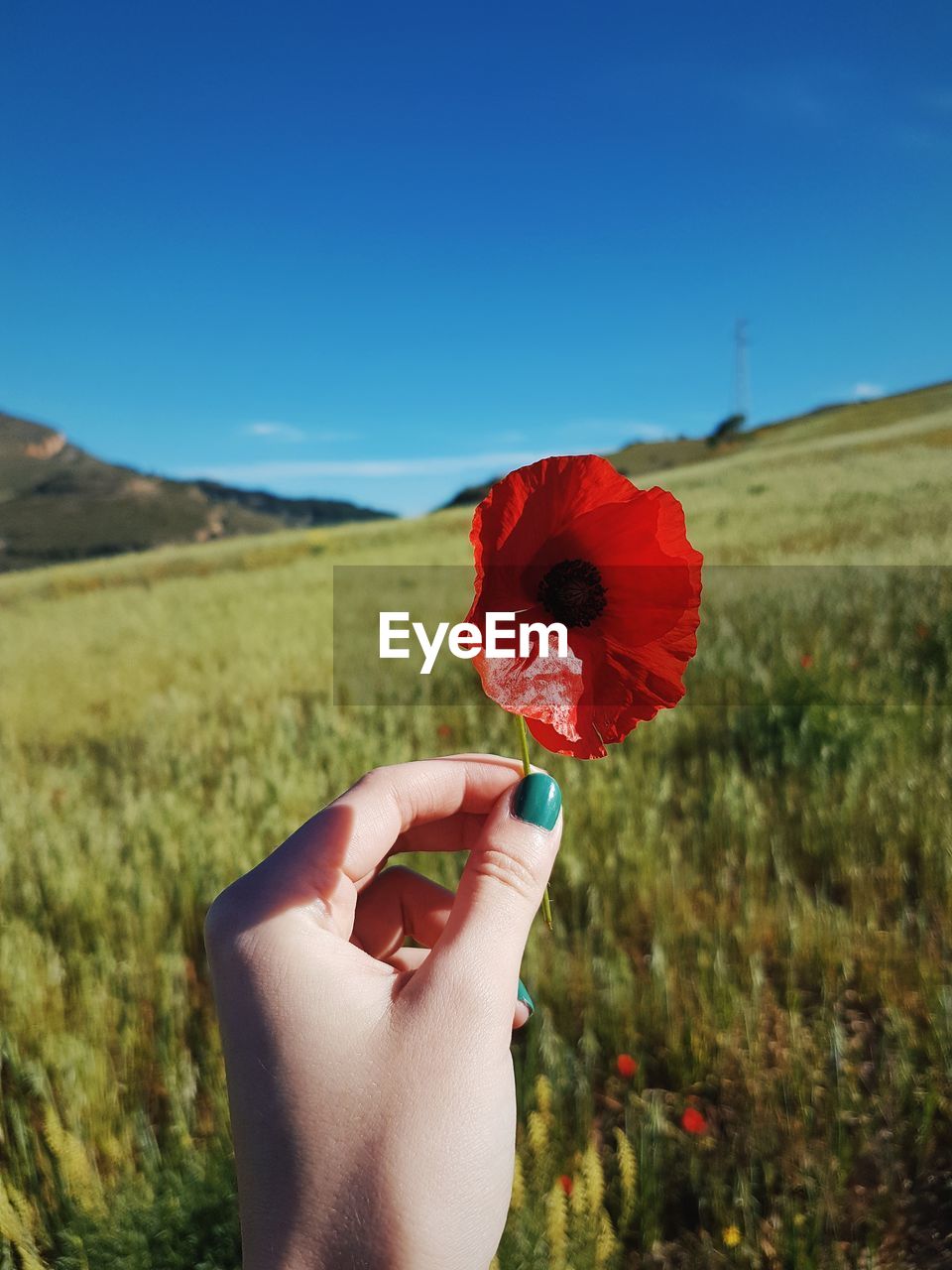 Close-up of hand holding red poppy flower against sky