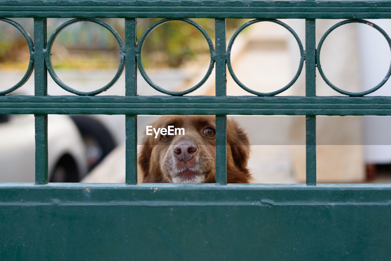 Dog peeking through from railing