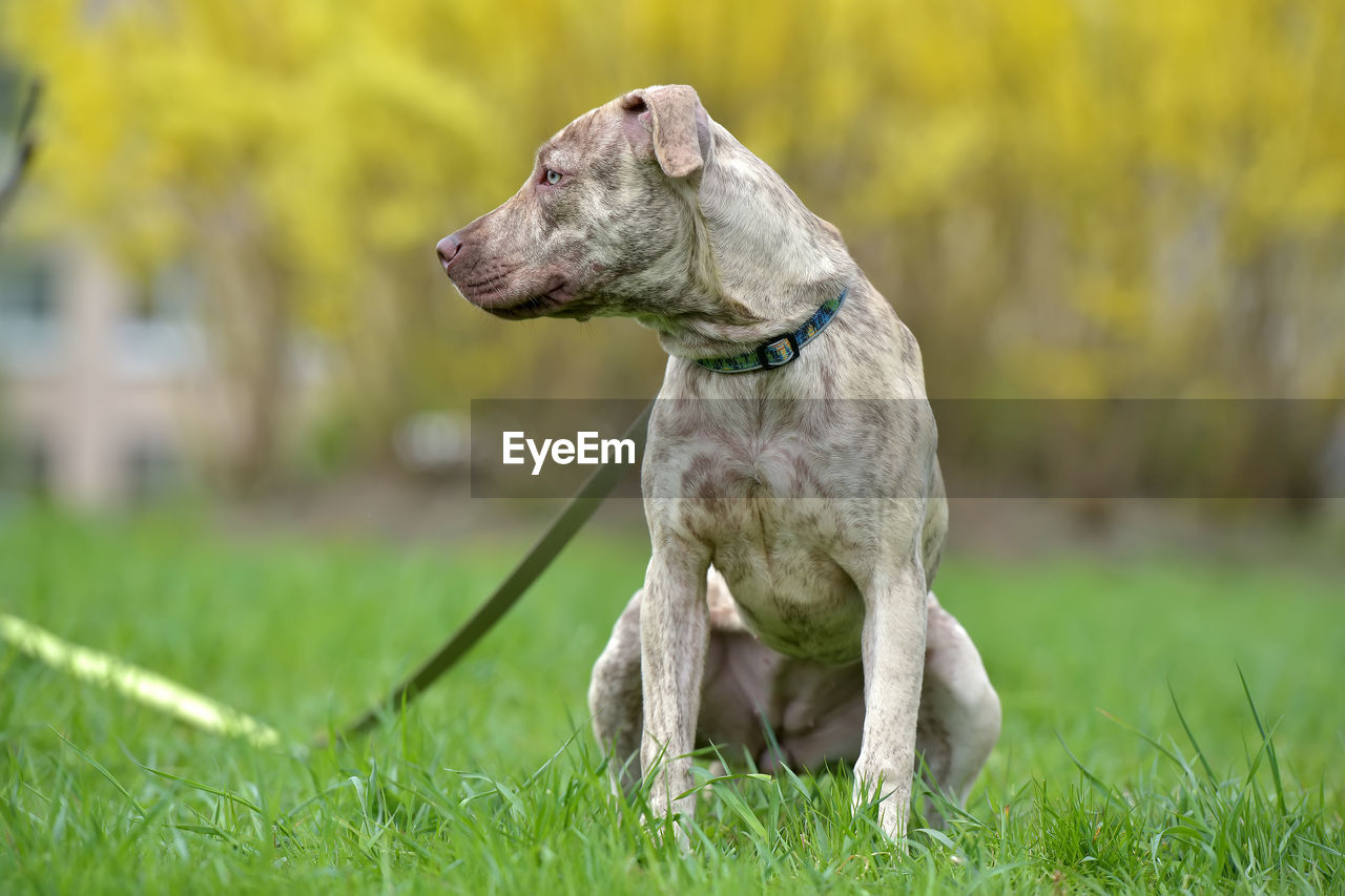 WHITE DOG ON FIELD