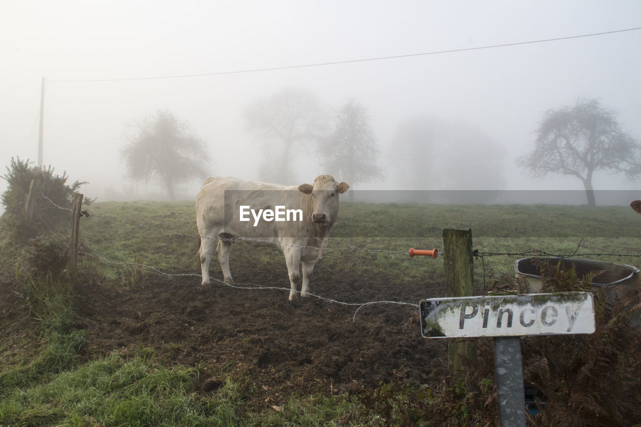 SHEEP STANDING ON FIELD IN FOGGY WEATHER