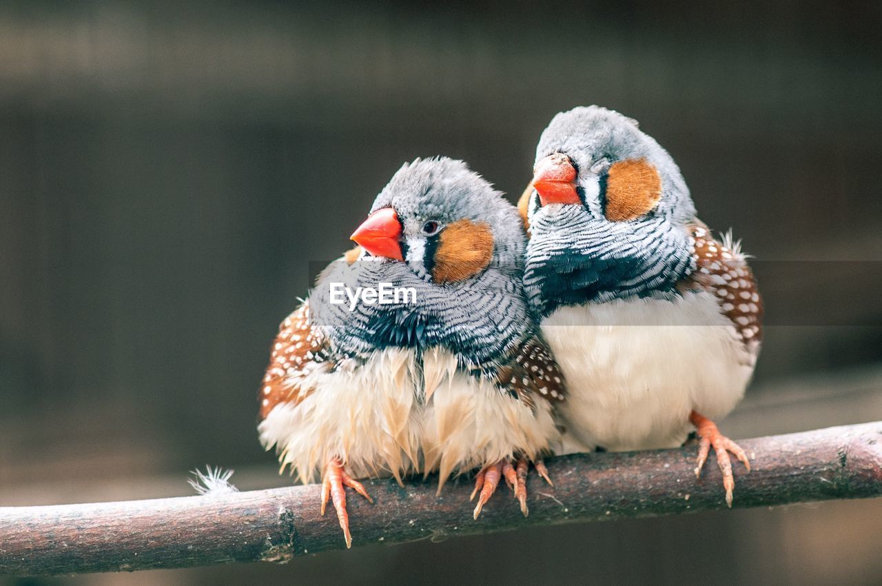 CLOSE-UP OF BIRDS PERCHING ON WOOD AGAINST BLURRED BACKGROUND