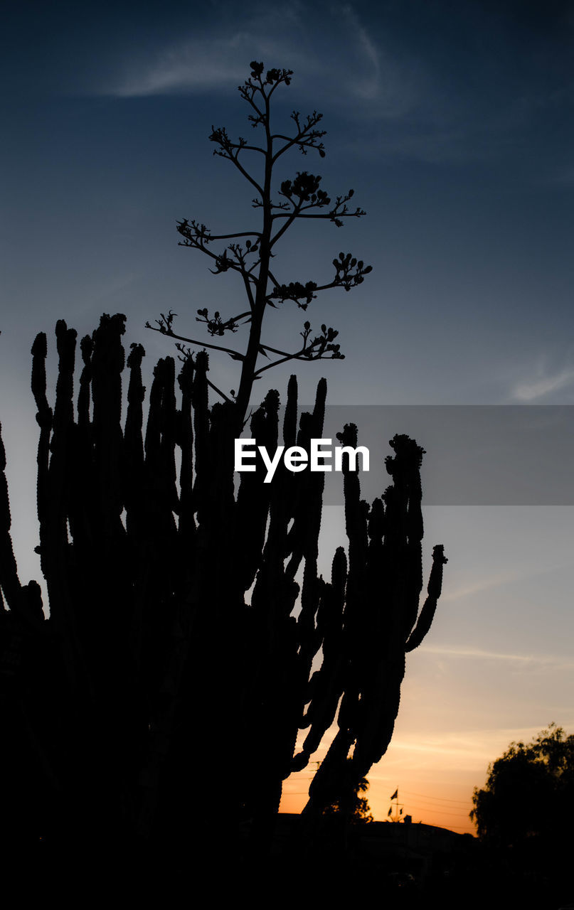 LOW ANGLE VIEW OF SILHOUETTE CACTUS PLANT AGAINST SKY DURING SUNSET
