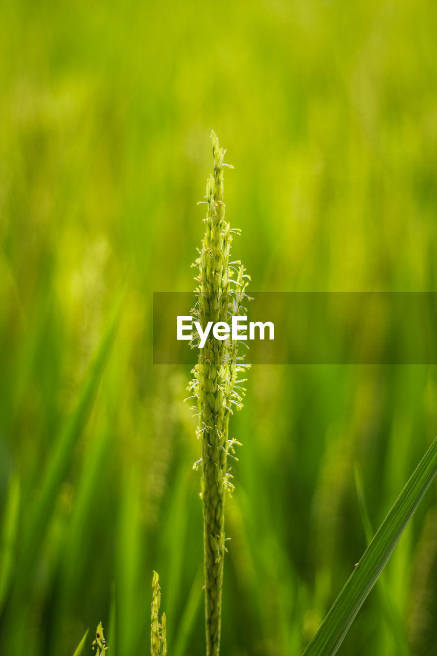 Close-up of stalks in field