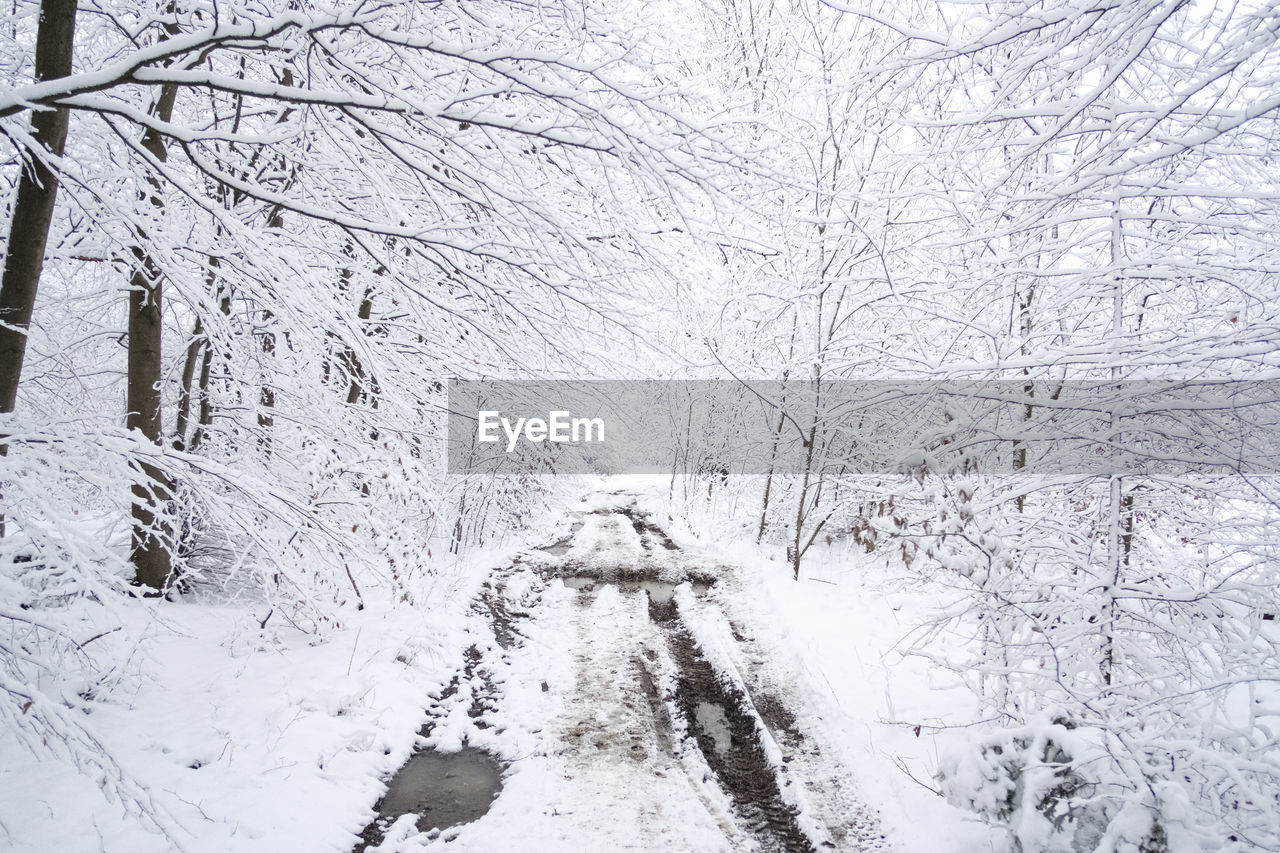 Snow covered land and trees during winter