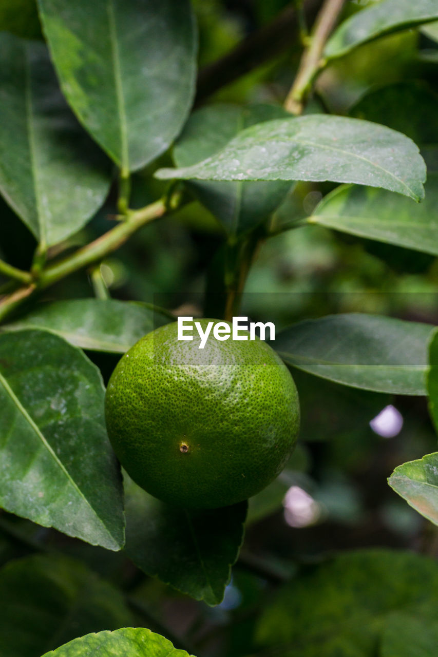 CLOSE-UP OF FRUITS GROWING ON TREE