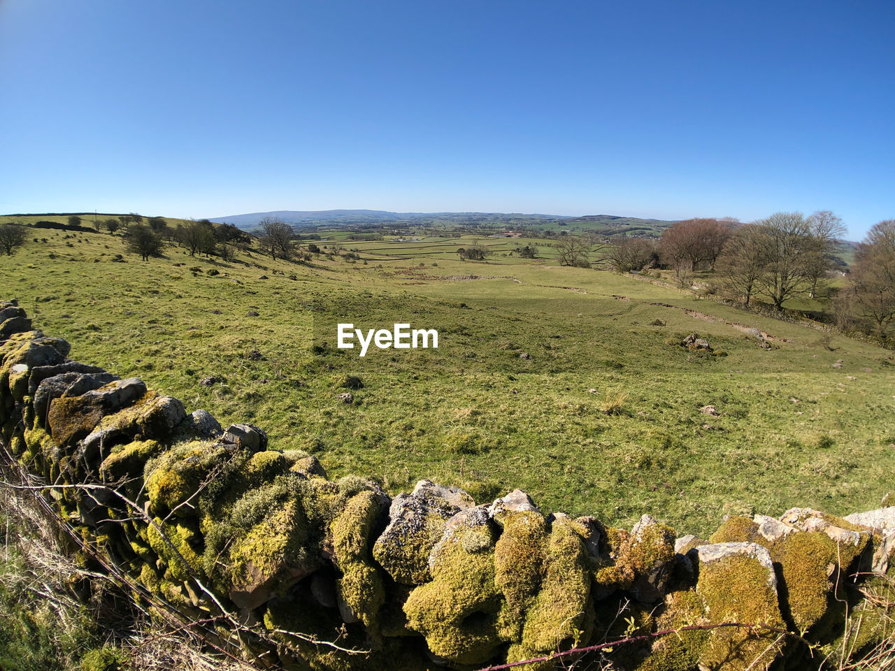 SCENIC VIEW OF FIELD AGAINST CLEAR SKY