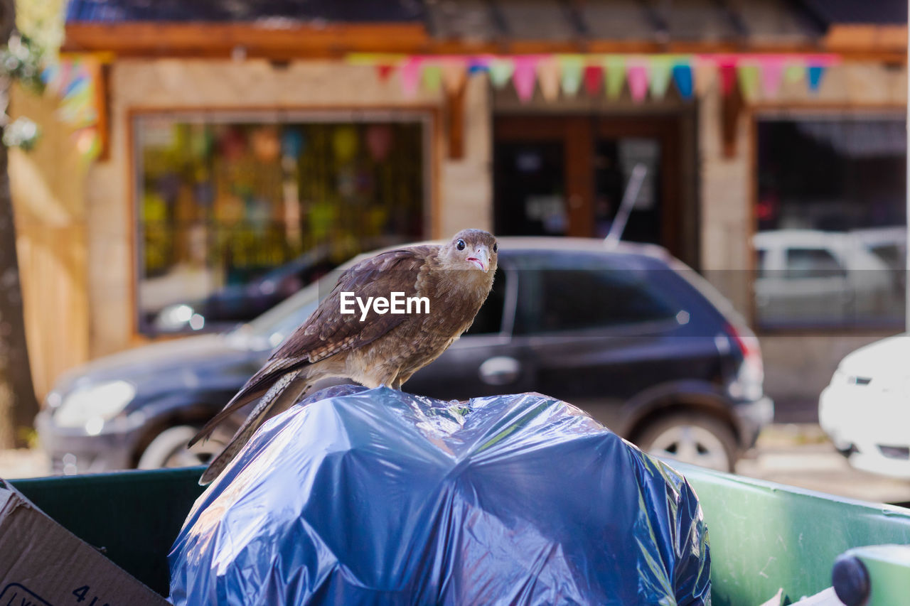 car, animal, animal themes, bird, motor vehicle, vehicle, animal wildlife, mode of transportation, transportation, land vehicle, wildlife, focus on foreground, blue, day, one animal, outdoors, architecture