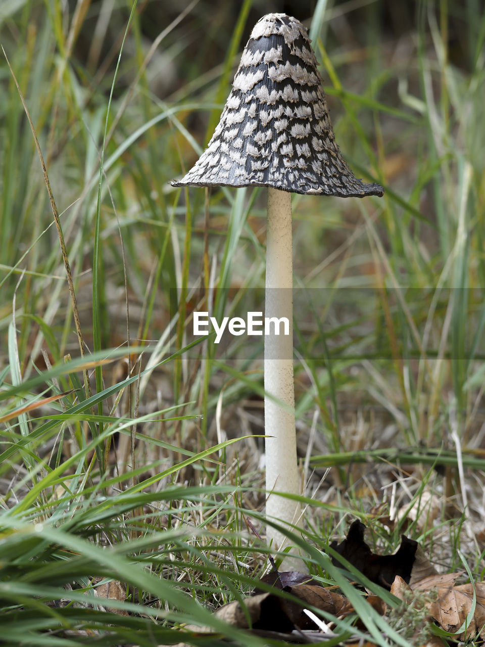 CLOSE-UP OF MUSHROOM GROWING IN FIELD