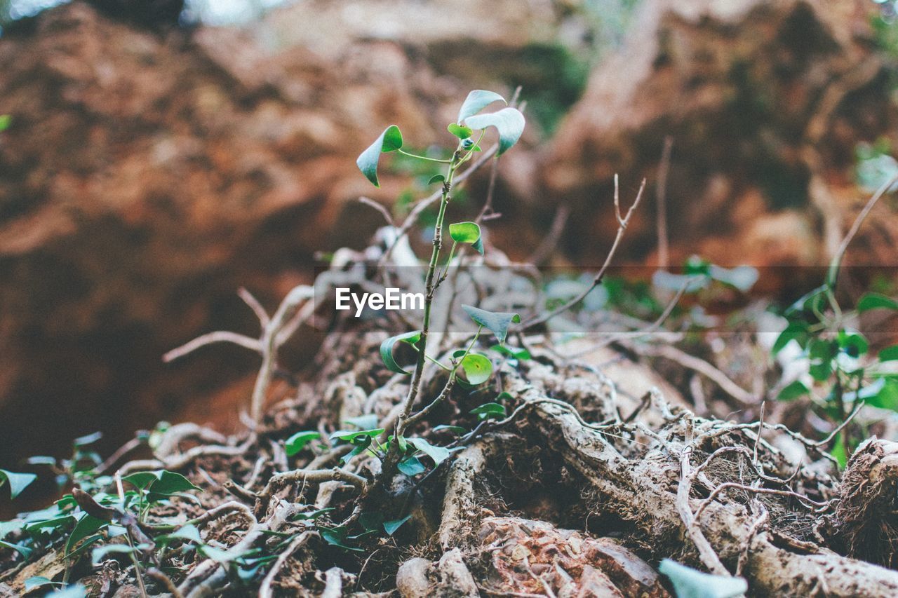 Close up view of green plant